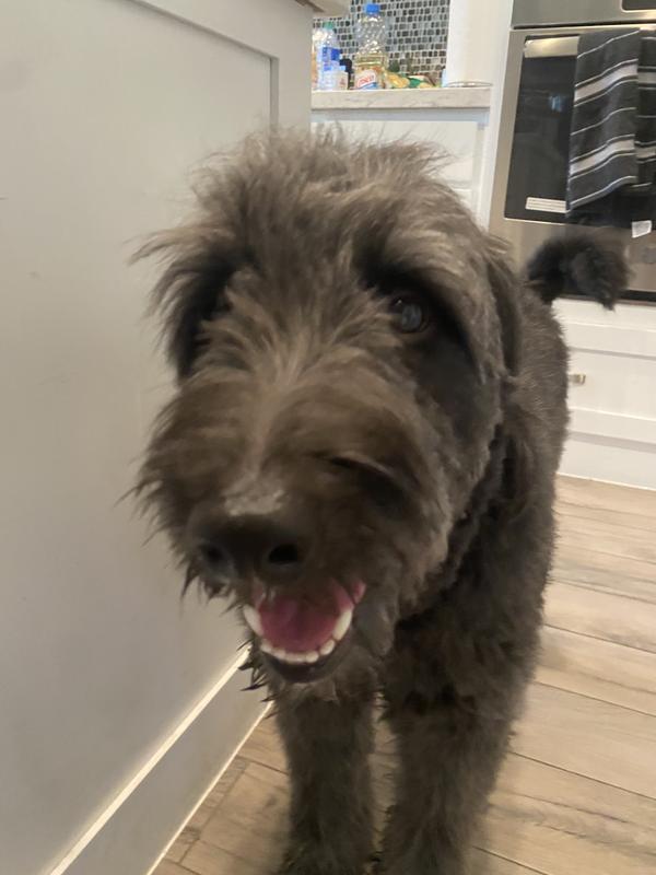 happy dog