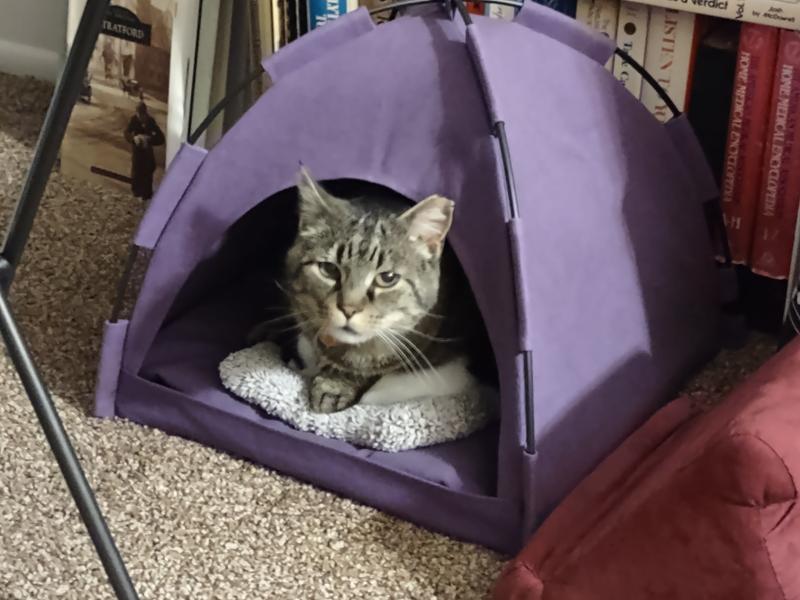 Enjoying his tent bed