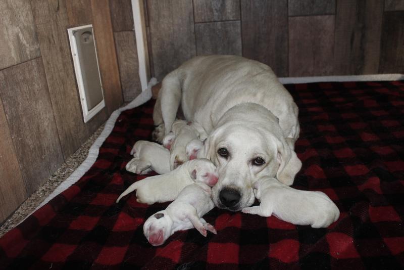 Elsa and her nine-pup litter.