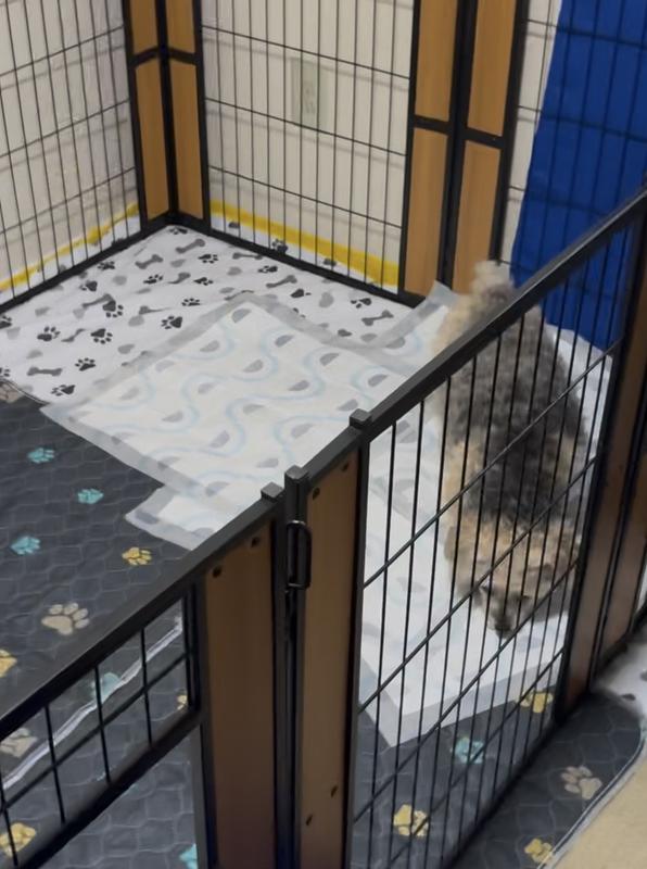 She likes to scratch and sniff before she goes potty lol