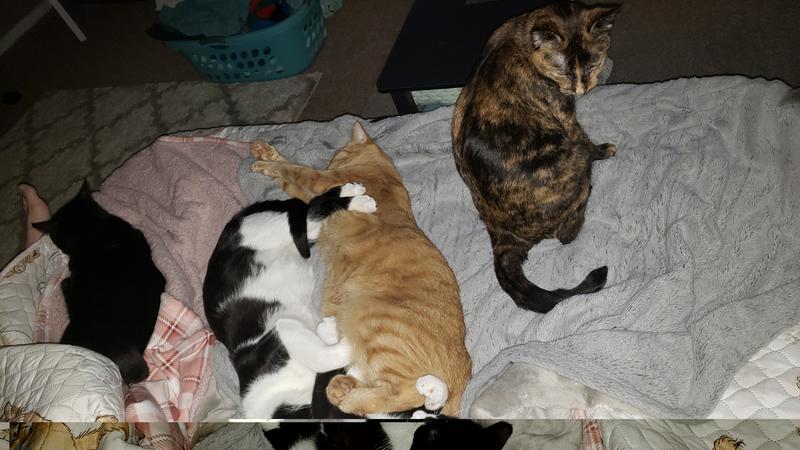 can you see where 1 tuxedo ends and the other begins? there is 2 there lol