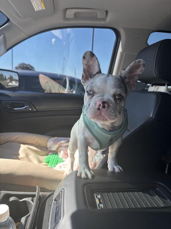 Good golly miss Dolly!