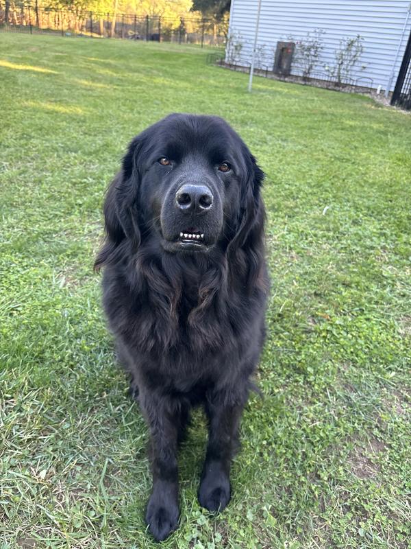Out handsome Newfie