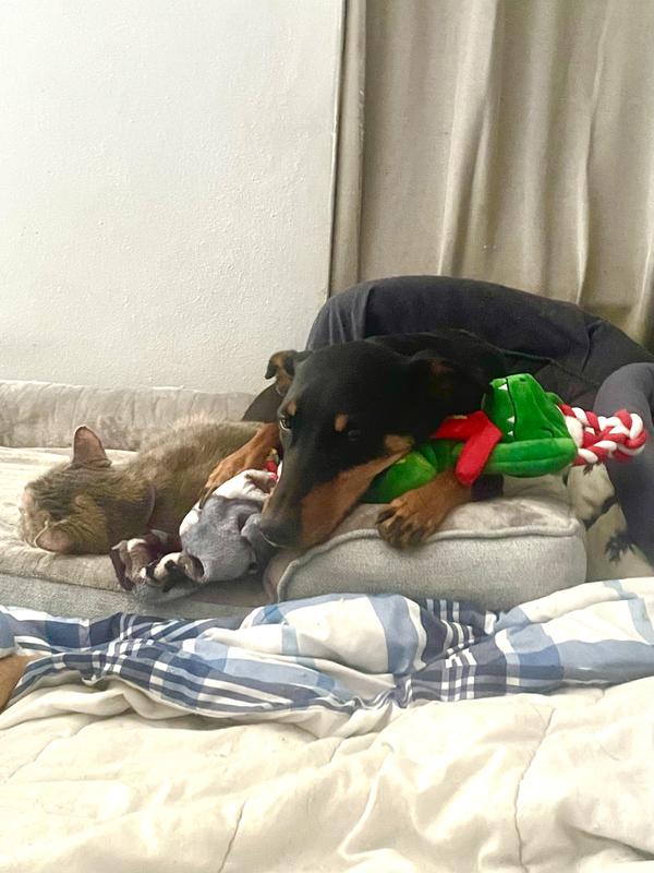 10/10 would buy again