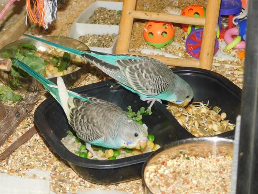 Baby Parakeets Love Bird Street Bistro Hearty Veggies