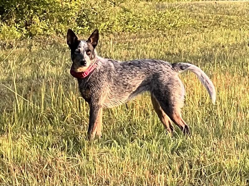 Hill's Science Diet Adult Small Bites Chicken & Barley Recipe Dry Dog Food