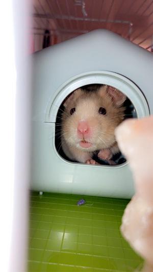 Syrian Hamster Care - Reptile Cymru