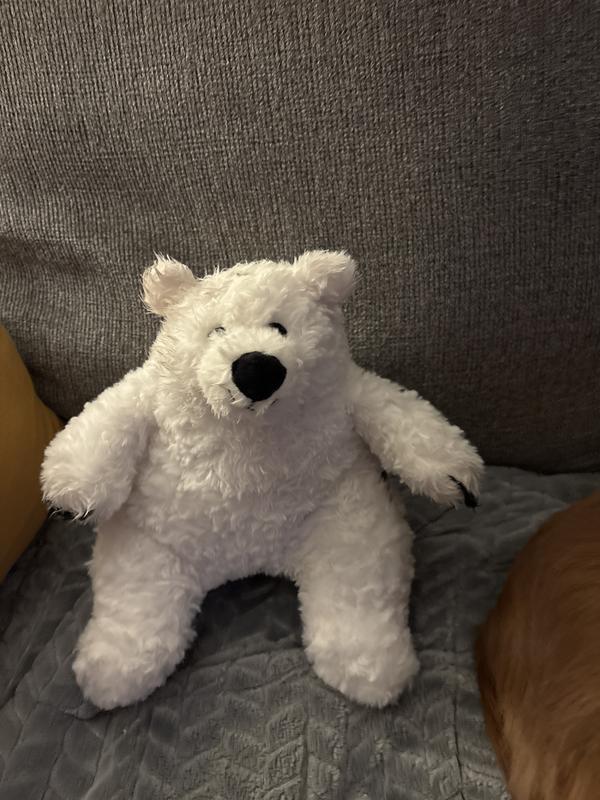 This is not grizzly the brown bear