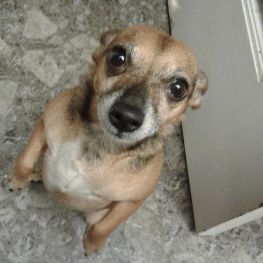 I am Julio. I do not like dog food!