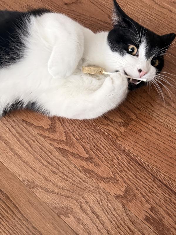 Wrong end Figgy! Ended up batting it around the house, thinking it was a toy. Walked away from it while I was trying to have him lick the actual pop.