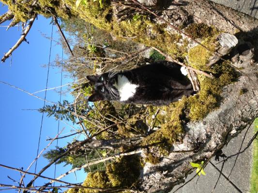 Supervising while I do yard work.