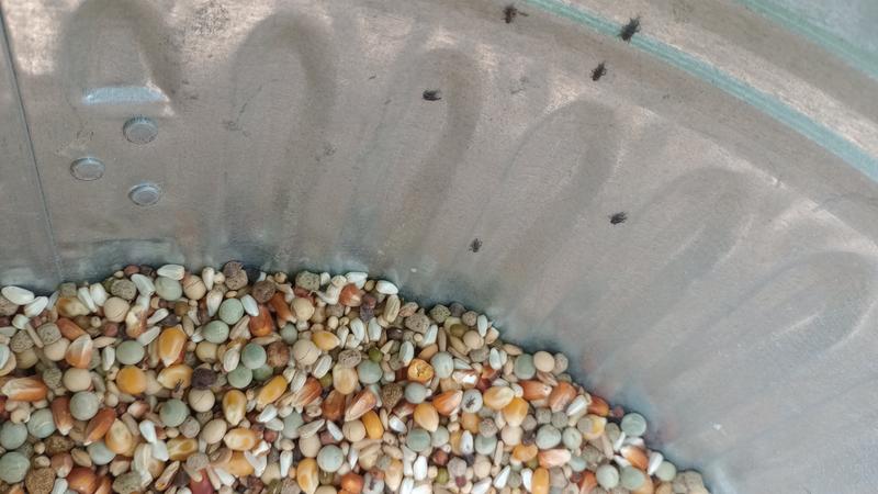 Bugs crawling out from the feed.