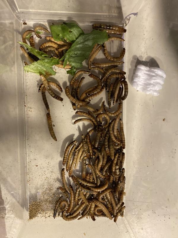 All mealworms dead