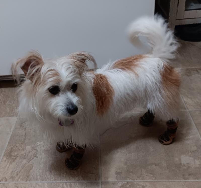 My brown pair of Tiger Toes!