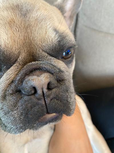 Nose butter for frenchies sales