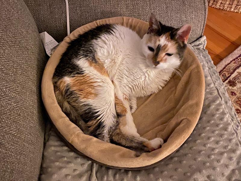 A warm and happy cat!