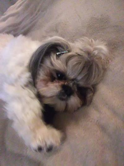 My Arya Violet