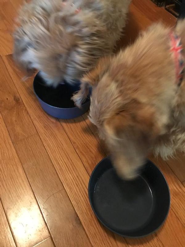 Both of my dogs enjoyed it! Do use scissors to open the packets. Definitely try it!