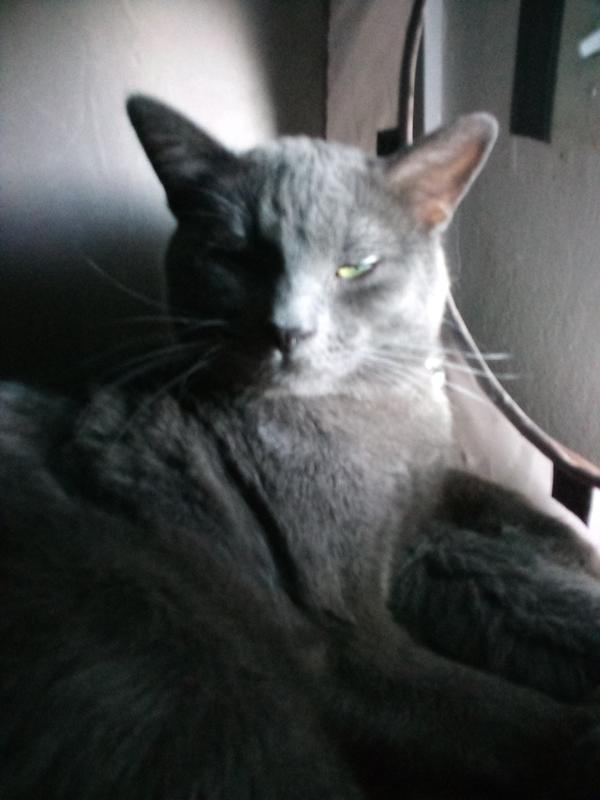 Loki's full and sleepy