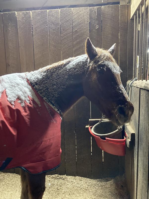 Riley loves cold weather.