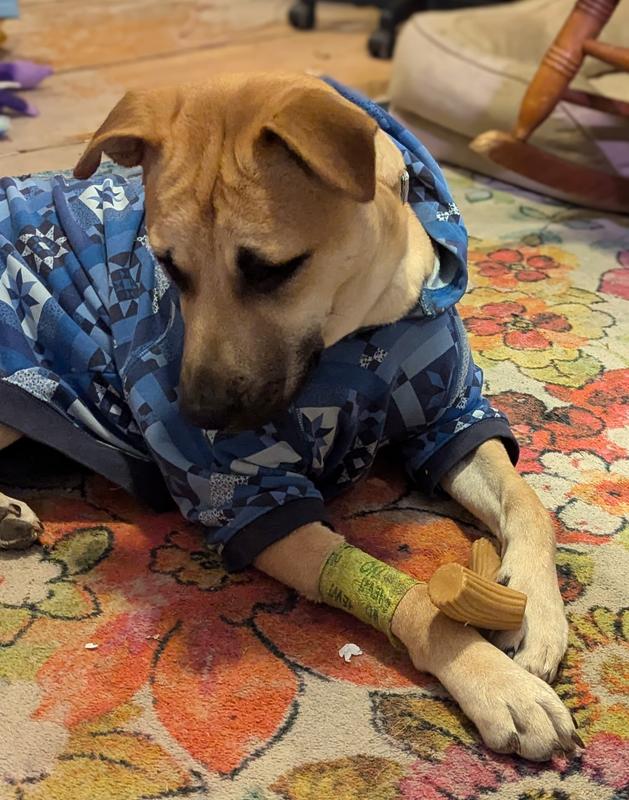 Penny momentarily distracted from her new toy