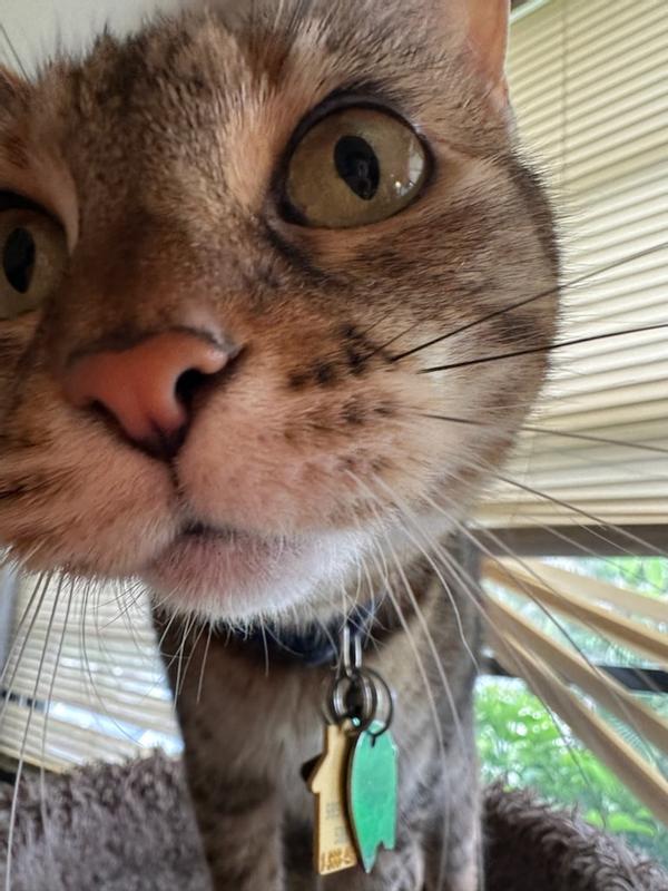Hey, thanks for getting those itchy fleas off of me!