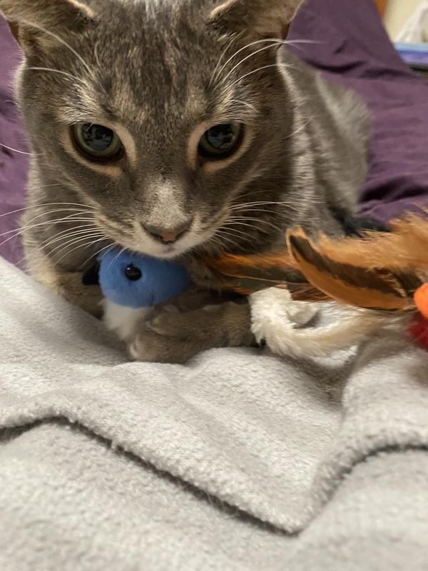 My cat with his bird.