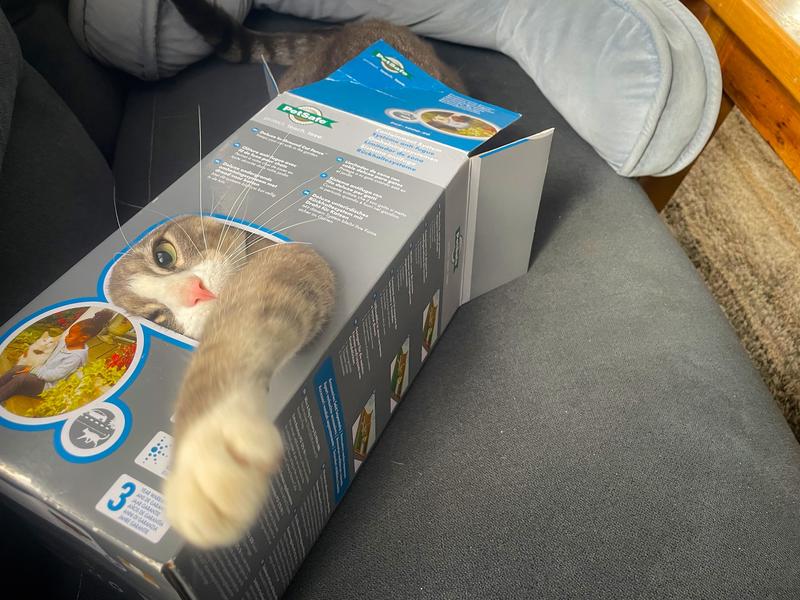 I kept the box as a new cat toy.