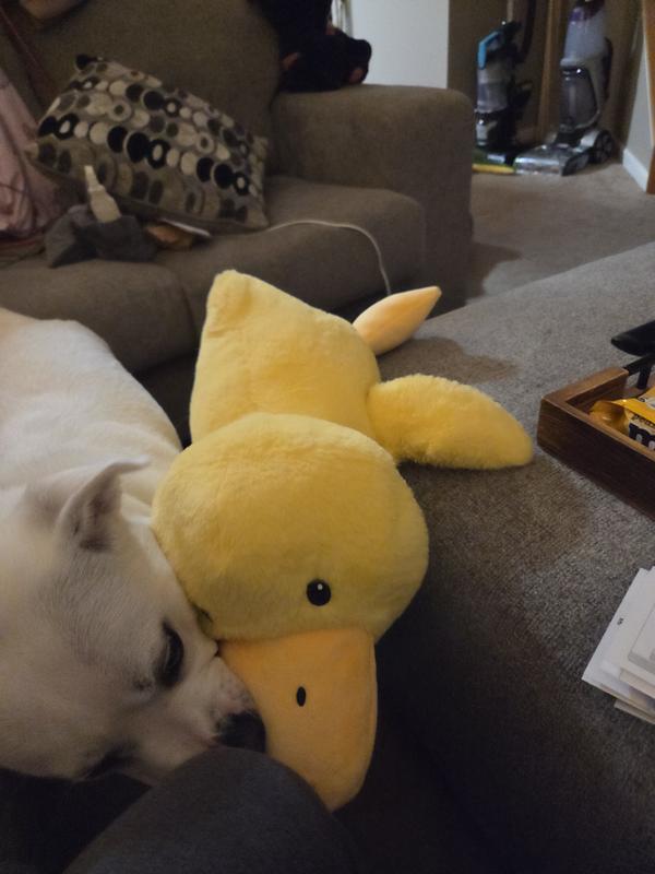 Casper taking duckie off to play