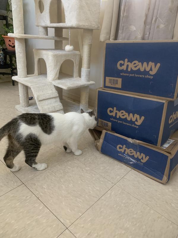 Excited to see boxes had arrived