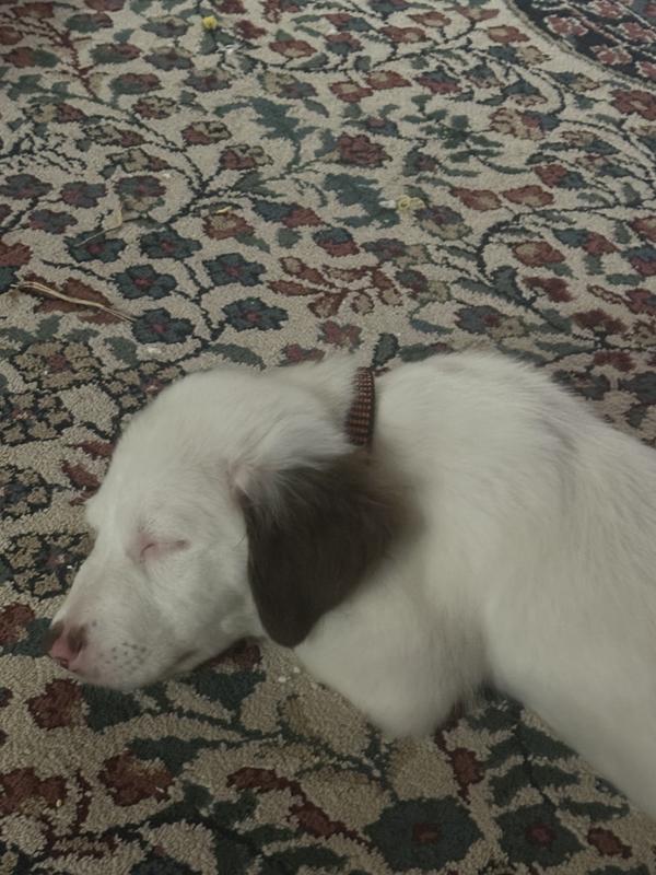 Baby nap of addy