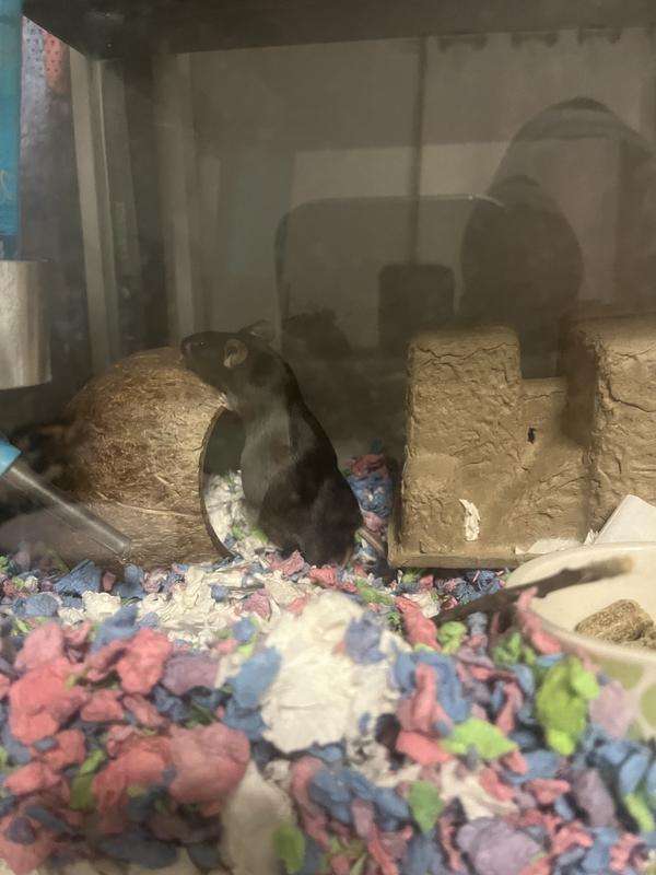 Mouse-chelle checking out her new house