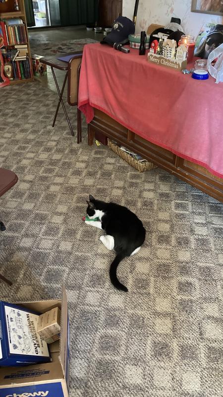 Jack loving up on the cactus