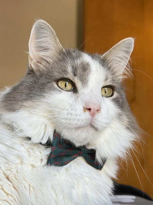 Marco and his Christmas Bow Tie!!