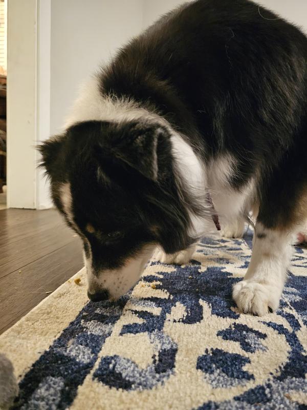 Raven enjoying her first treat