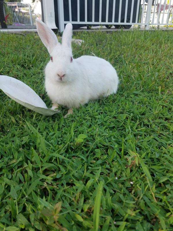 Another bunny