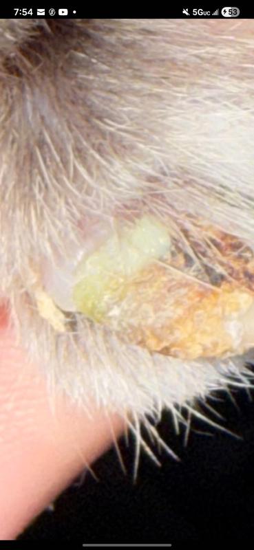 The green, I think it was a fungus maybe?