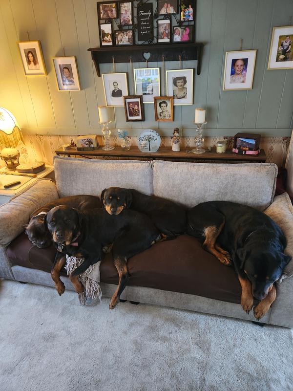 My hobbies love chewey