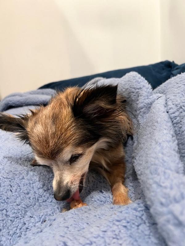 my dog licking the treat