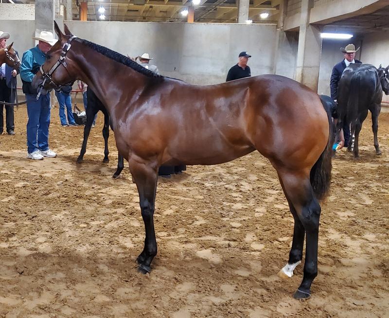 Res. World Champion weanling filly