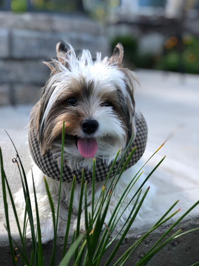 Puppy bumpers hot sale fence blocker