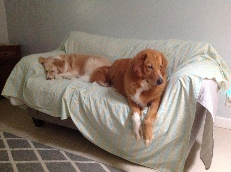 Grace and Zeke definitely are spoiled- 6/2025 photo