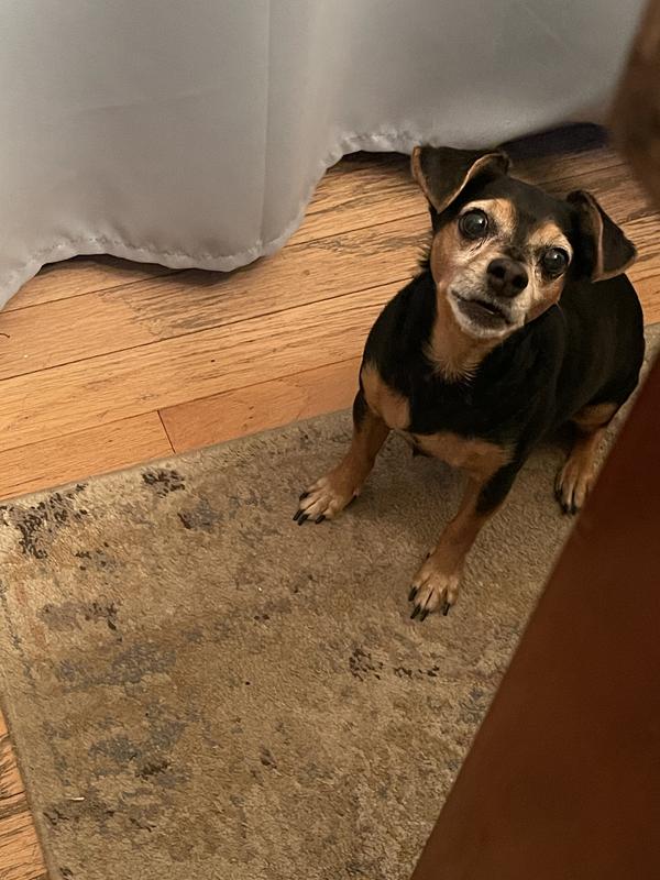 Waiting for my treat!