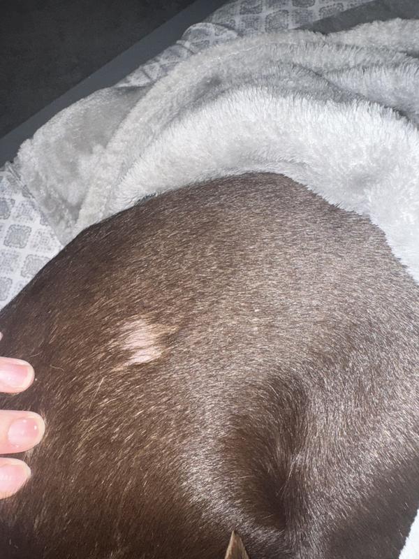 One of the many flaky bald spots