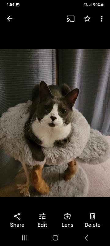 Love my new gentle brush mrow-mrow!!