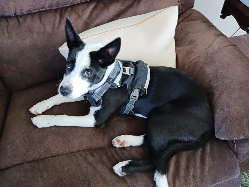 Such a good girl posing with her harness