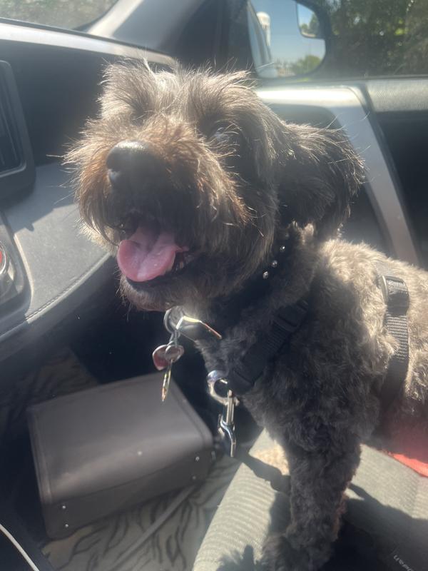 Happy to ride in her truck!