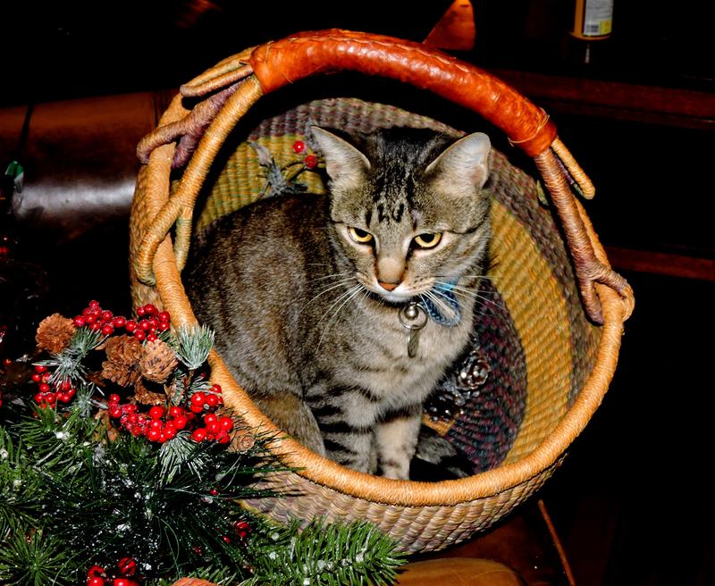 Tell Santa I've been a good kitty. Where's my treat?