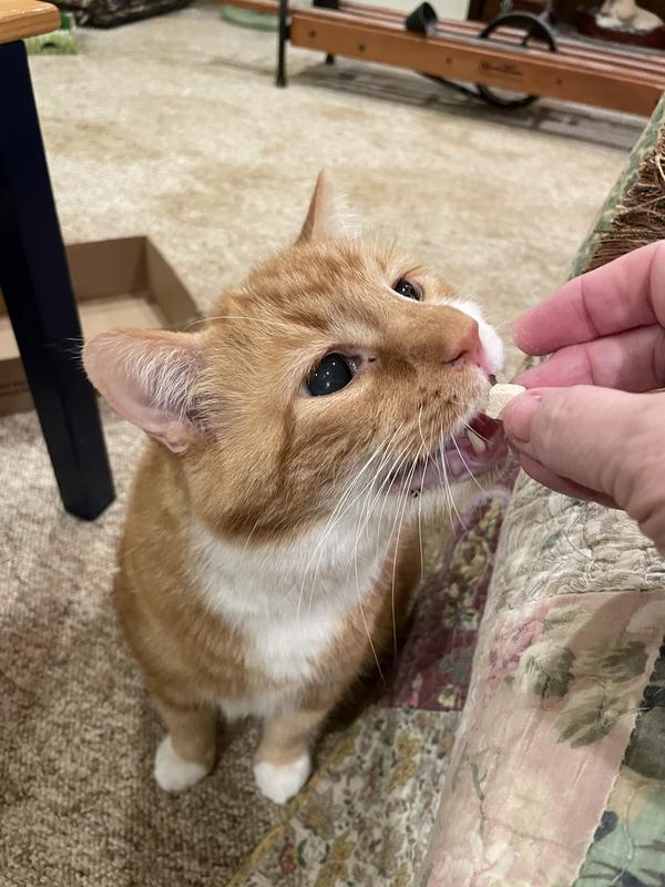 Nacho likes his Bene Bac!