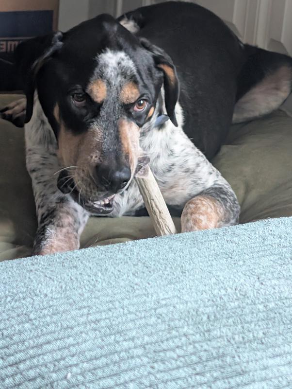 Kaiser is an aggressive chewer!